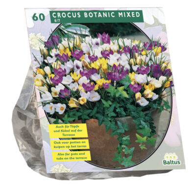 crocus botanisch. mix 60st