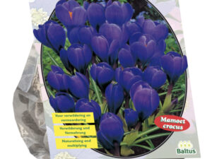 Crocus Grootbloemig, Blauw per 25