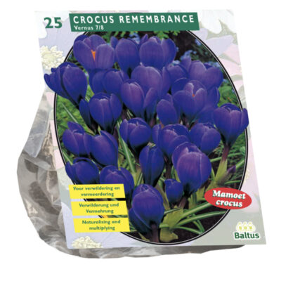 crocus grootbloemig, blauw per 25