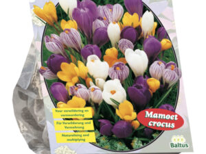 Crocus grootbloemig. mix 30st
