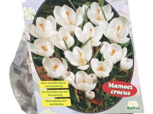 Crocus grootbloemig. wit 25st