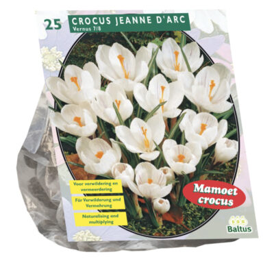 crocus grootbloemig. wit 25st