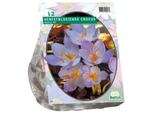 Crocus sativus najaarsbloeier 12st