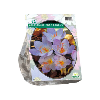crocus sativus (najaarsbl.) per 12