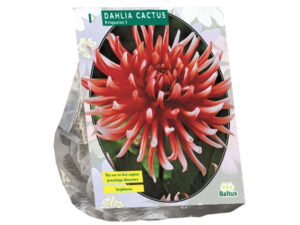 Dahlia cactus friquolet 1st