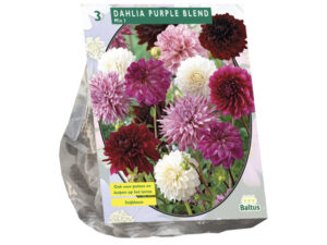 Dahlia purple blend 3st