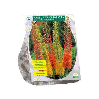 eremurus ruiter hybriden mix 2st