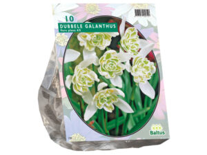 Galanthus nivalis flore pleno 10st