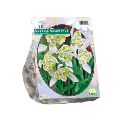 galanthus nivalis flore pleno 10st