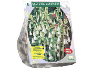 Galtonia candicans 5st