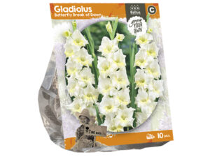 Gladiolus break of dawn (sp) 10st