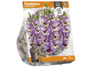 Gladiolus funny fiction (sp) 7st
