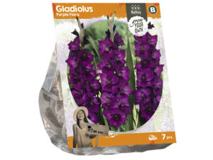 Gladiolus purple flora (sp) 7st