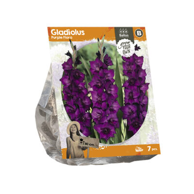gladiolus purple flora (sp) 7st