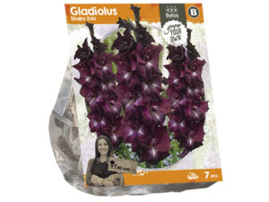 Gladiolus shaka zulu (sp) 7st
