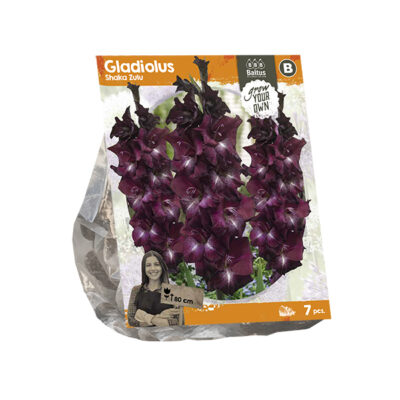 gladiolus shaka zulu (sp) 7st
