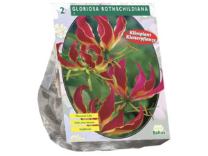 Gloriosa rothschildiana 2st