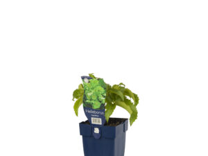 Helleborus argutifolius