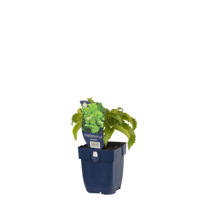 helleborus argutifolius