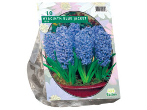 Hyacinth Blue Jacket per 10
