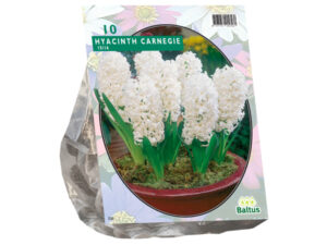 Hyacinth Carnegie per 10