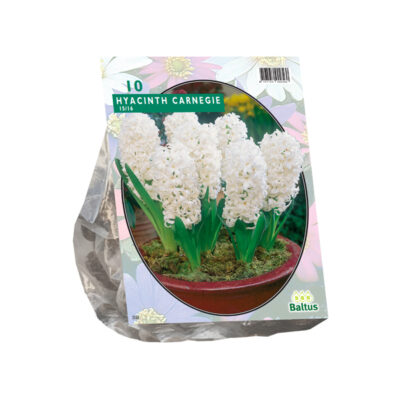 hyacinth carnegie per 10