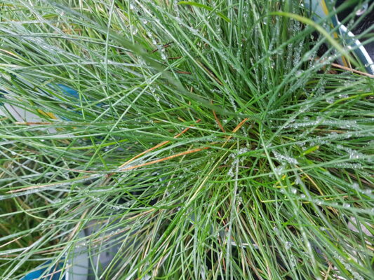 Festuca glauca intense blue