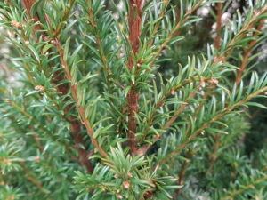 Taxus baccata