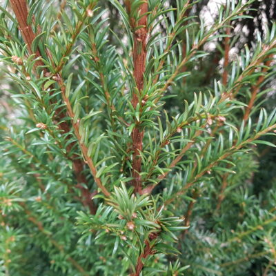 Taxus baccata