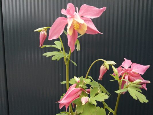 aquilegia caerulea