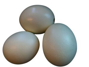 Basic Egg Ostrich