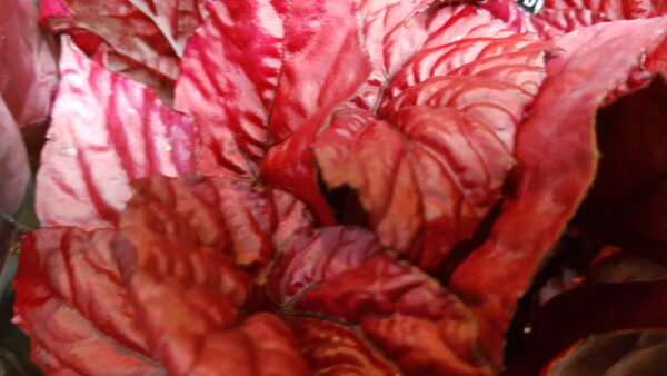 begonia bel  amber love