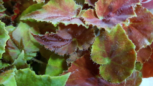 begonia bel inca flame