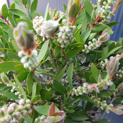 callistemon ci splendens