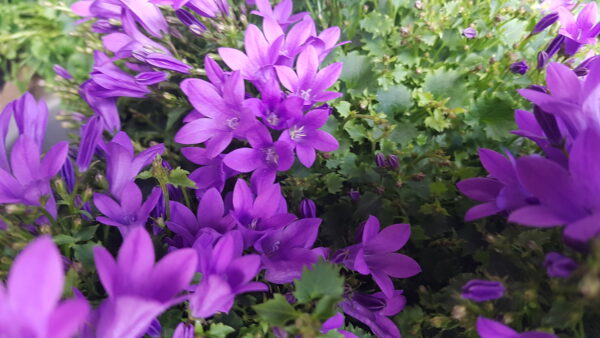 campanula portenschlagiana