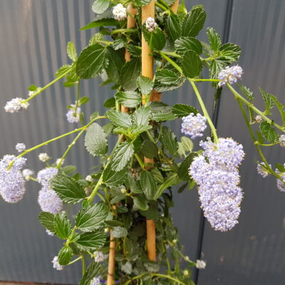 ceanothus th repens