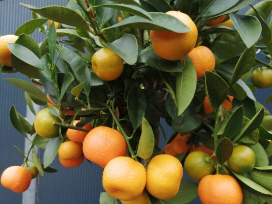 citrus microcarpa