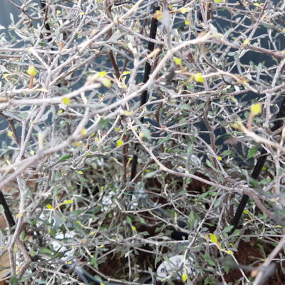 corokia cotoneaster