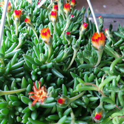 delosperma lido gem