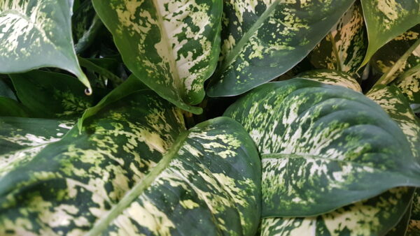 dieffenbachia compacta