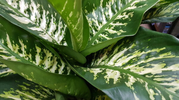 dieffenbachia se tropic snow