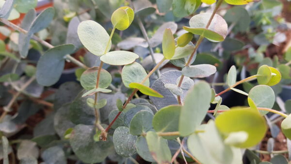 eucalyptus gunnii