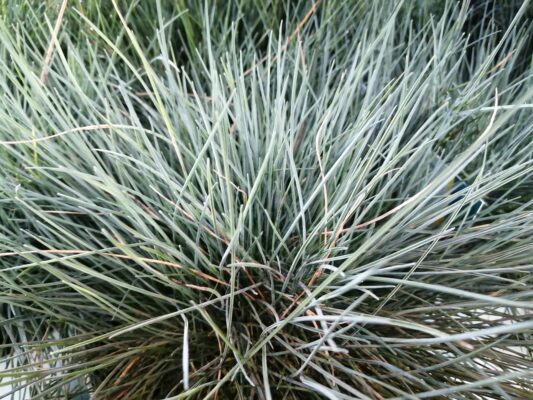 festuca glauca intense blue