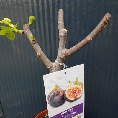 ficus carica