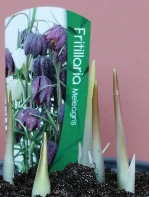 fritillaria