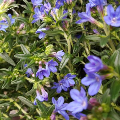 glandora dif heavenly blue