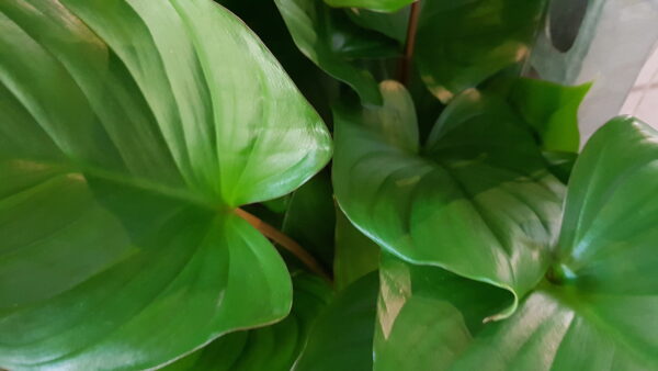 homalomena rubescens maggy