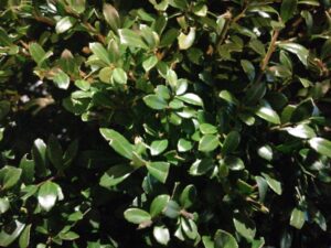 Ilex crenata stokes