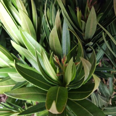 nerium oleander ov
