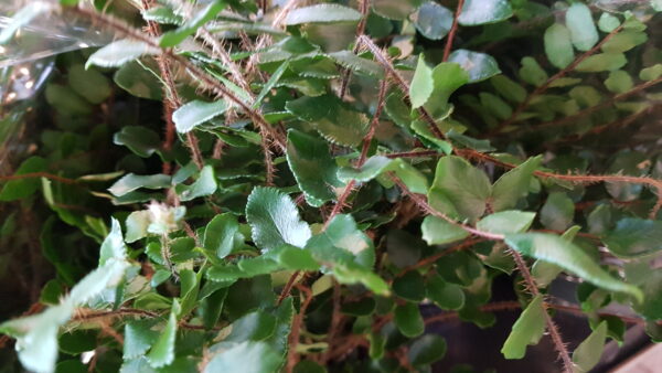 pellaea rotundifolia